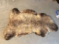 Full view of natural sheepskin rug laid flat on a carpeted floor showing its organic shape and color variations.
