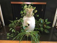 Overall view of several houseplants surrounding a large white ceramic plant stand with a lion head decoration.