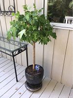 Full view of the hibiscus tree showing leafy green foliage and black glazed pot with watering bulb inside the soil.