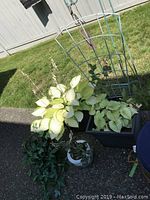 Two live plants with variegated green and white leaves, one in a hanging white pot and the other in a rectangular planter with wire frame.
