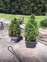 Two live shrubs in grey and black resin square containers on a stone patio with a garden background.
