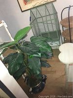 Photo showing faux plant with large green leaves in black pottery with wear and chipped areas, alongside metal furniture.