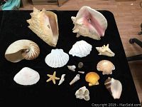 Photo showing full collection of seashells including two large conch shells, nautilus shell, scallop shells, starfish, and other smaller shells on a black surface.