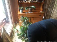 Four live indoor plants arranged near wooden furniture and window, showing aloe vera and broadleaf plants