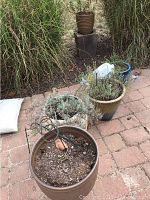 Several garden pots and planters on a patio, some containing dried plants and soil, with tall grasses in background