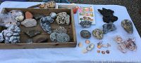 Overview photo showing a wooden tray containing assorted coral shells, porous and spotted rocks, several smooth small sea shells, a colorful book on seashell collecting, volcanic rock pieces, and a broken animal antler fragment on a white cloth.