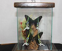 Front view of the vintage glass display case with visible butterflies and petrified wood inside.
