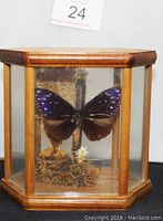 Full view of the wooden and glass hexagonal display case holding the butterfly specimen mounted on petrified wood and natural decor.