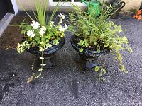 Image showing two black plastic urn planters with various live plants including white flowers, ivy, and green foliage, placed outdoors on pavement.