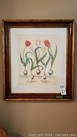 Framed botanical print showing tulip bulbs and flowers with scientific labeling, gold frame, white mat.