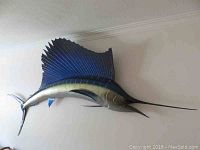 Full view of sailfish mount on wall showing overall shape, size and color