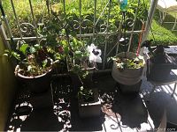 Overview of potted plants arranged on patio with metal railing and green grass in background. Includes different types of pots and a small wooden stool.