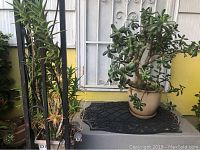 Jade plant in beige pot on black doormat near a window