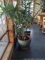 Full view of large sage green ceramic pot with tall house plant by window