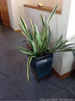 Tall sansevieria plant with yellow-edged green leaves in a blue ceramic pot on a tiled floor near a corner wall.