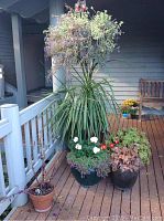 Front view showing four large ceramic glazed pots with tall palm-like plant, leafy colorful plants with flowers, two small terra cotta pots with plants, and hanging basket with trailing foliage.