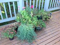 Outdoor wooden deck showing grouping of 4 glazed ceramic pots with varied plants including flowering and greenery types, some trailing from containers.