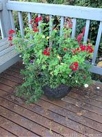 Front view of the large black ceramic pot with lush red geranium plants and trailing greenery foliage on wooden deck.