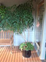 Large tree in white square ceramic pot, located on wooden deck near bench and blue door.