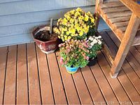 Small grouping of three ceramic pots on wooden deck. One pot with yellow chrysanthemum plants, another colorful pot with pink and white flowers, and a larger empty red pot with soil.