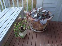 Two potted plants on a wooden deck, large rustic clay pot and smaller white planter