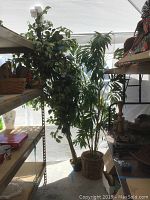 Two artificial trees, one in a wicker basket, placed under a white cover with shelves around.