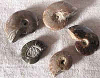 Five natural ammonite fossil conchs shown laid out on a light cloth surface. Varied sizes, all with spiral shell shape.