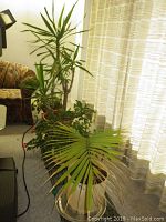 Seven assorted live plants including a tall dracaena-like plant and fan palm, placed near a window with white curtains.