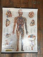 Full view of vintage vascular system and viscera anatomy chart showing full human vascular system and heart close-ups.