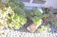 Overview of succulents, live plants, stones, and pot placed outside near a wall