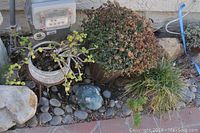 Photo showing two potted plants and two blue-gray stones on the ground near a house wall