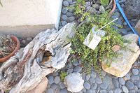 Photo of the driftwood, plants in pots, stones, and frog statue in outdoor setting