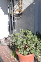 Photo showing large green plant in terracotta-colored rolling pot on tiled porch with white building wall background.