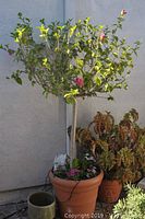 7ft hibiscus tree with pink flowers in a 24in terracotta pot with other pots and plants around