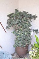 Live green foliage tree in a brown pot placed against a wall, dense leaves and woody branches visible.