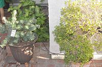 Both plants in their respective pots shown side by side outside on a brick surface near a wall.