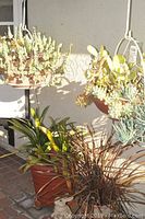 Four plants: Two succulents in hanging plastic pots with white wrought iron hangers, one green leafy plant and one brown-purplish grassy plant in pots, and a light beige decorative rabbit figurine approximately 12 inches tall.