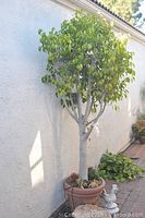 Full view of 8 ft live Ficus tree in planter with decorative stone and metal rooster at base