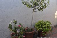 Three live plants: one tall Hibiscus about 8 feet tall in a large planter, a smaller Hibiscus in a mid-size planter, and another green plant, along with visible ceramic frog ornament.