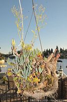 Close-up of hanging planter with mixed succulents and flowering yellow blooms outdoors by a railing with water in background.