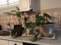 Three planters set on kitchen counter with live green plants, one large resin, one small ceramic, and a wooden chest planter with clock.