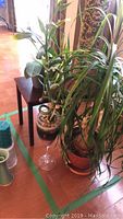 Two orchids, bamboo, and unknown leafy plant grouped near a small wooden table