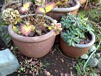 Photo of three terra cotta planters of varying sizes with soil and some plants in them, close-up in garden setting.