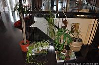 Wide shot showing grouping of over 10 live plants in different pots including a woven basket and plastic pot.