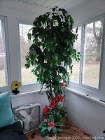Faux ficus tree with dark green leaves placed near windows with attached string lights and a smaller faux plant with red flowers below it