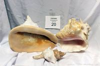 Three conch shells displayed showing the size and overall color including pink and peach hues, with one smaller sea snail shell in front