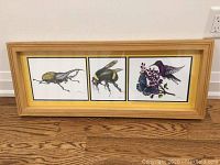 Framed triptych of insect and bird art prints by G. Spaull showing beetle, bee, and hummingbird with butterfly.