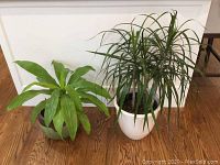 Two ceramic potted house plants side by side on a hardwood floor with readable detail of size and type.