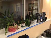 Wide view of windowsill with live plants in pots, indoor fountain unit, and birdhouse