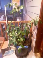 Lemon tree with green leaves in large black planter, indoors near wooden railing and stone wall.